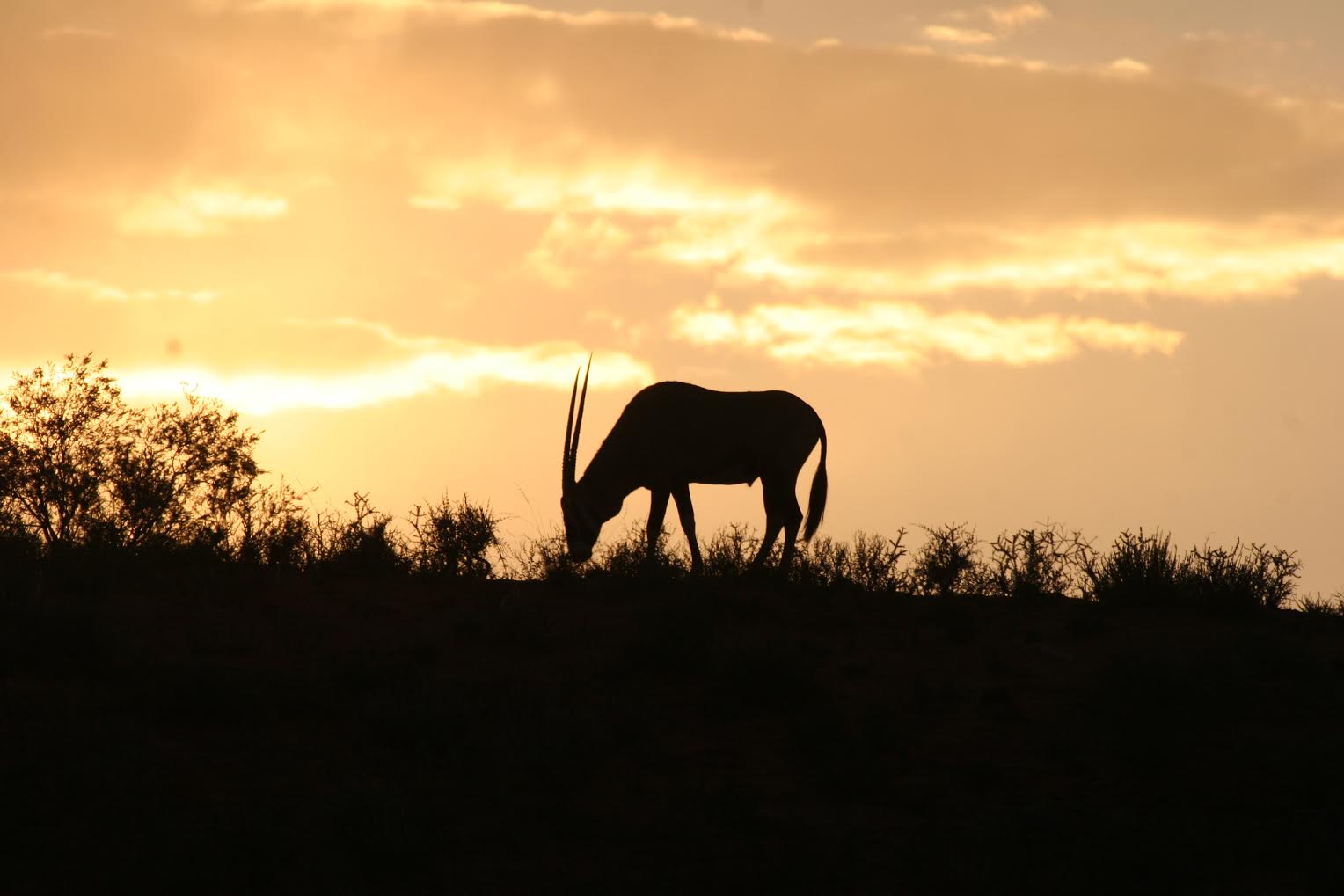 5 tips for a night safari