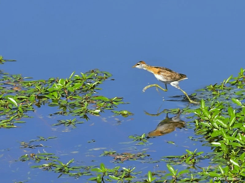 Spotting the Lesser Jacana