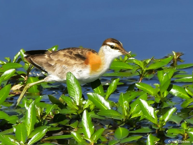 Spotting the Lesser Jacana