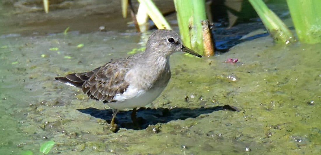 South Africa’s third largest twitch - the Temminck’s Stint