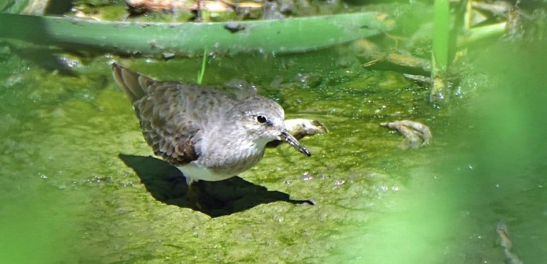 South Africa’s third largest twitch - the Temminck’s Stint