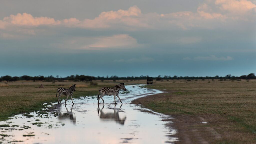 Zebras pictured in Nxai Pan National Park, Botswana | Photo credit: Nxai Pan Camp