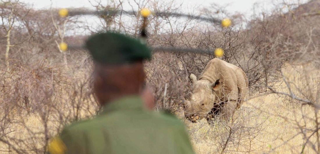 Saruni Rhino - Walking with Giants