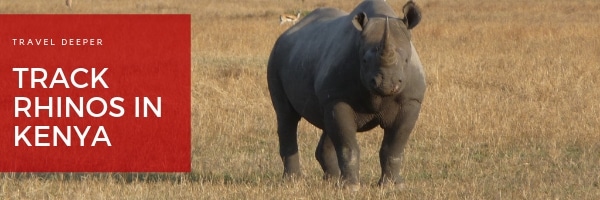 Saruni Rhino - Walking with Giants