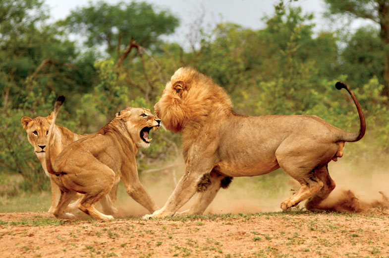 Lions sighting on safari