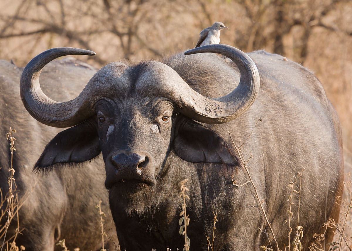 Spot the Big Five in Akagera, Rwanda