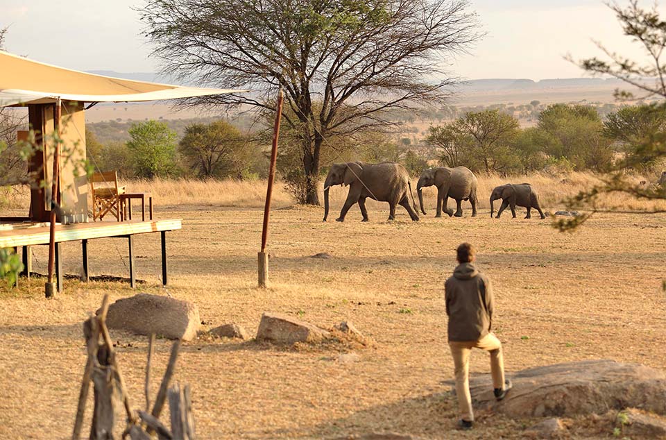 Nine Unforgettable camps to see the Big Five in Tanzania