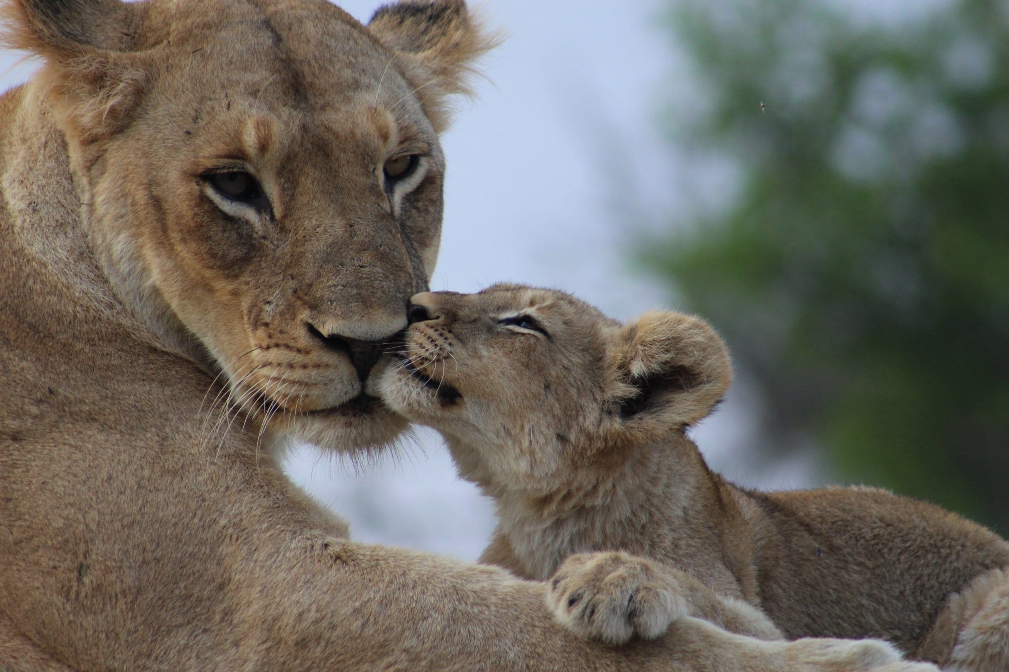 Lioness and cub sighting on safari