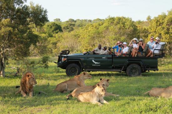 Three amazing lion pride camps in South Africa