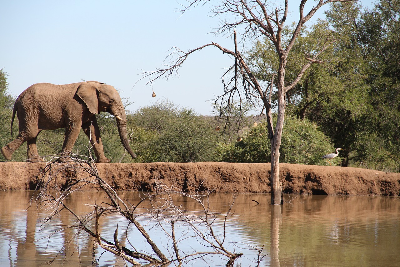 Spot the Big Five in Akagera, Rwanda