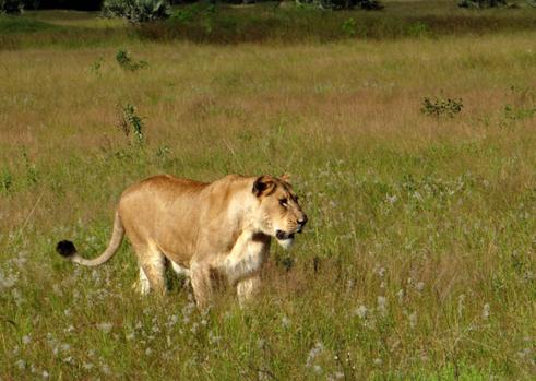 Five must-see camps for big cat safaris in Africa