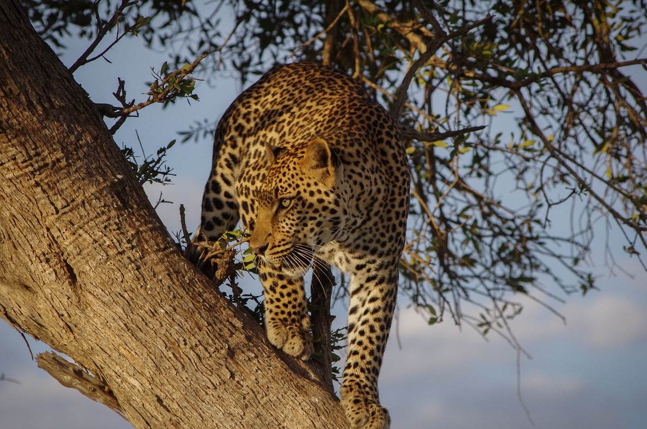 Spot the Big Five in Akagera, Rwanda