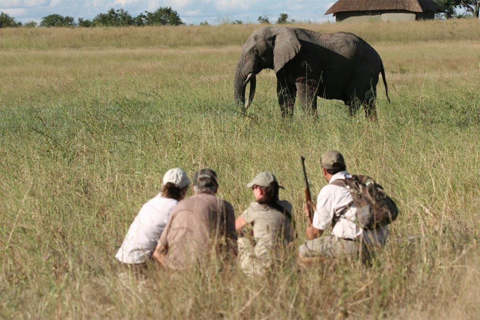 Julian Brookstein, Professional Guide / Safari Camp Manager at Camp Hwange