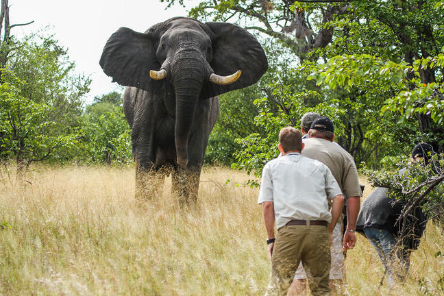 Julian Brookstein, Professional Guide / Safari Camp Manager at Camp Hwange