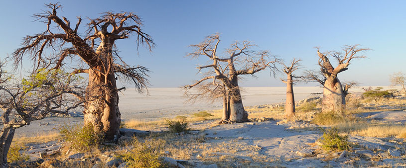 Baobab trees in Makgadigadi Pans National Park, Botswana.