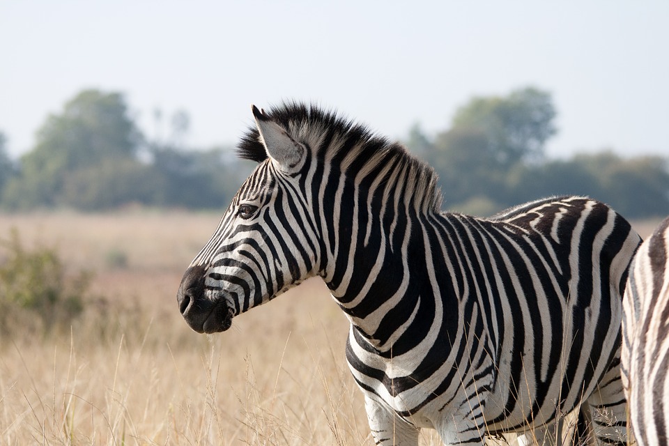 Africa actually hosts two great animal migrations