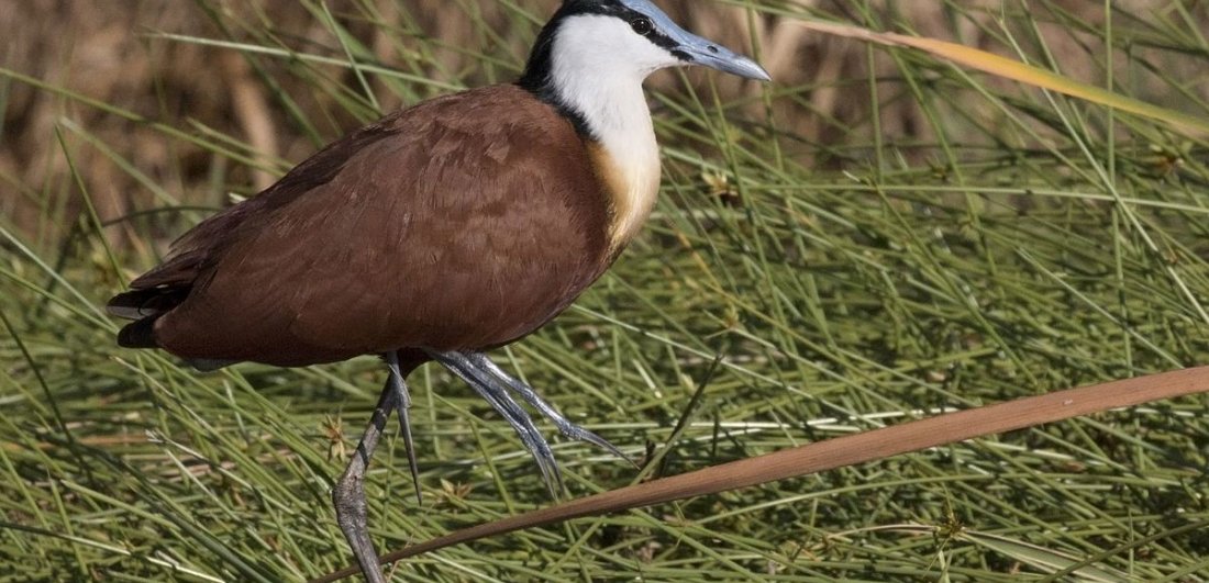 Five Birds to look out for on the Okavango