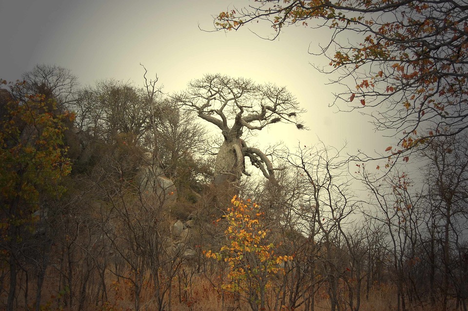 In Search of the Baobab Tree