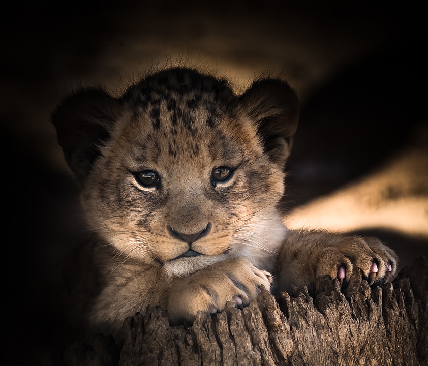 See the Serengeti at any time of the year to suit your budget