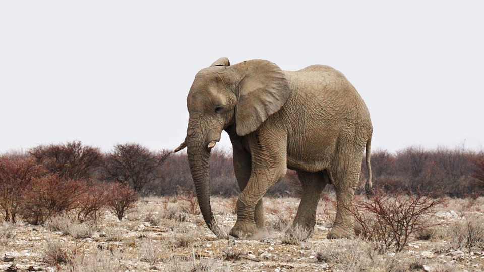 Large elephant in Namibia.