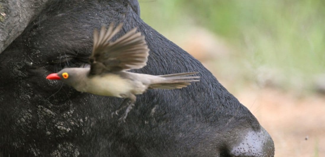 Five Birds to look out for on the Okavango