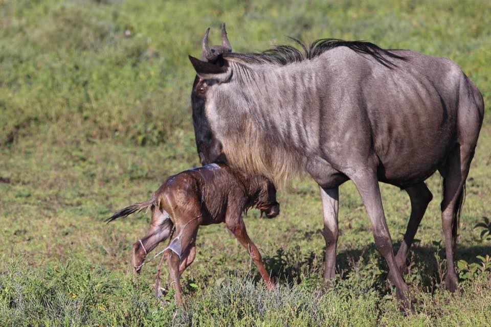 serengeti-calving-season