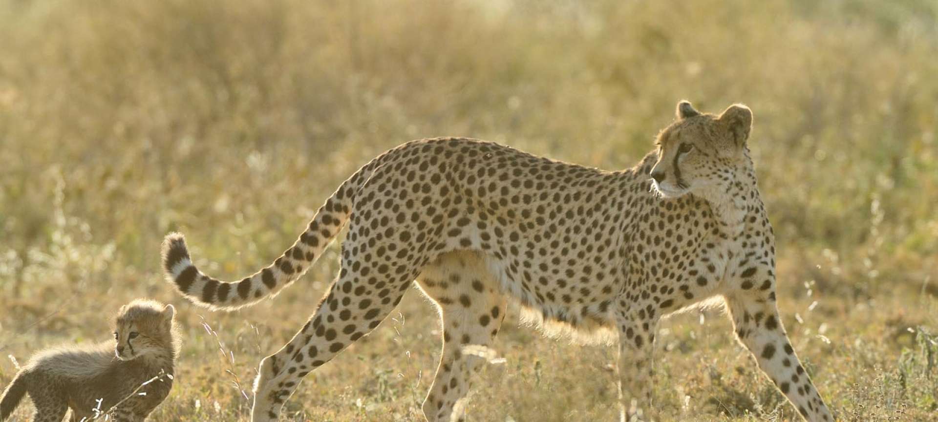 serengeti-wildlife-photography