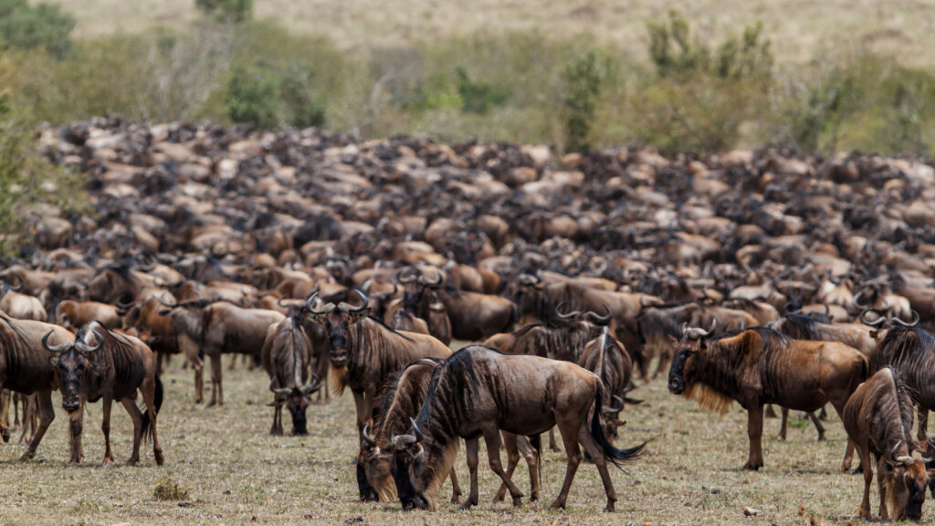 Large herd of wildebeest in Masai Mara, Kenya.