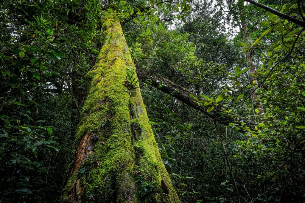 Dluzini Forest surroundings