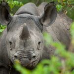 black rhino south africa