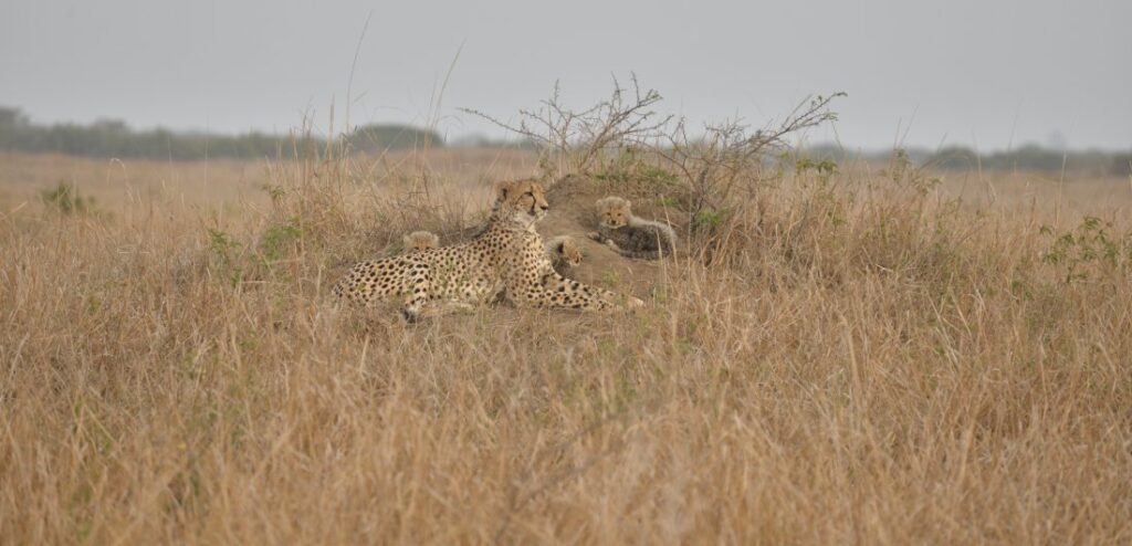 Cheetah in Phinda 