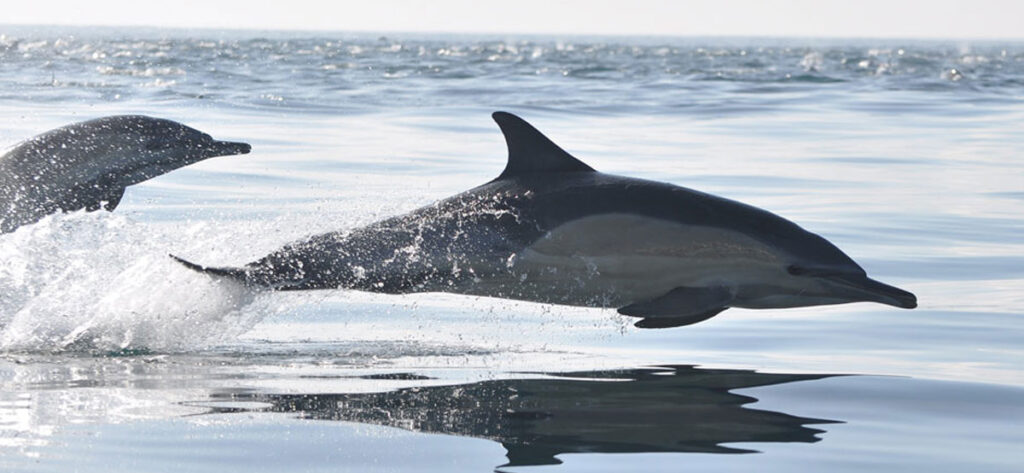 Durban and the South Coast dolphins