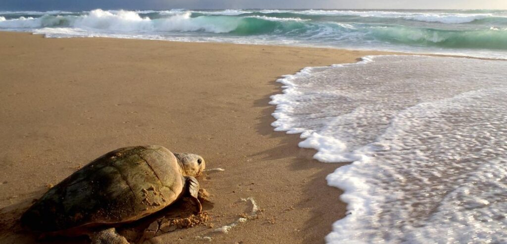 Turtles at ocean front