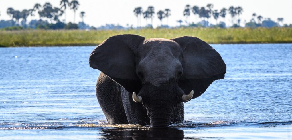 Four camps and lodges in Botswana that are perfect for families