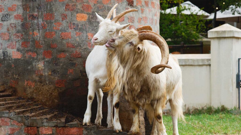 Fairview Goat Tower 