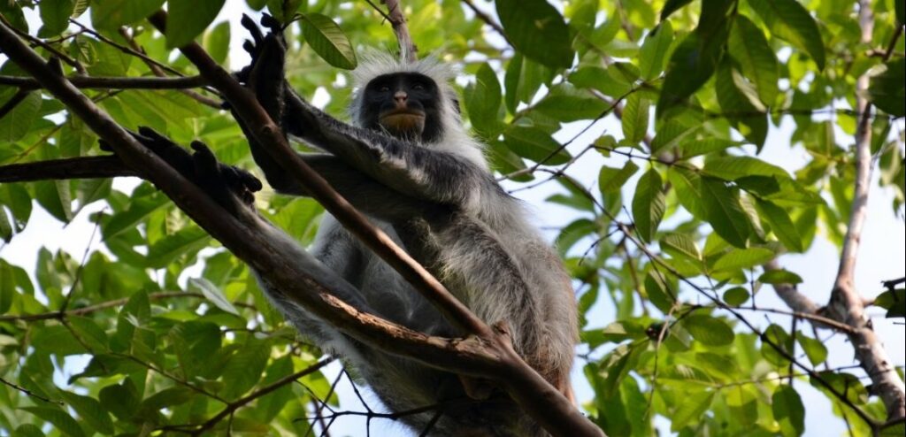 Monkey in a tree in Jozani Chwaka Bay National Park, Zanzibar