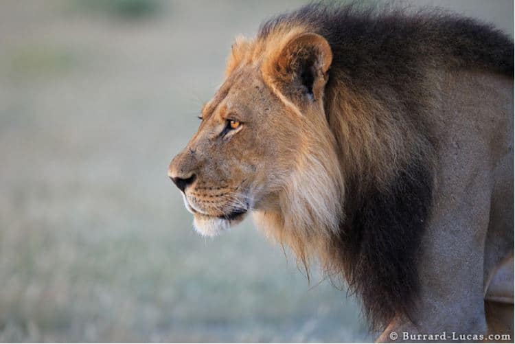 Photographer of the month: Will Burrard-Lucas