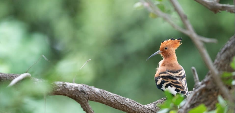 hoopoe bird