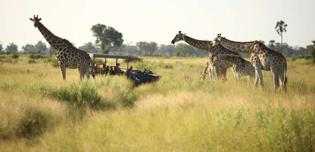 Four camps and lodges in Botswana that are perfect for families