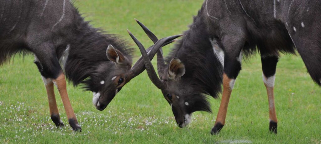 iSimangaliso Wetland Park Nyala Antelope