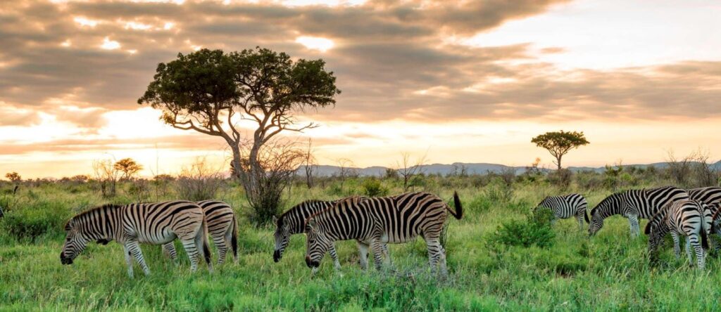 wildlife in madikwe on a south africa safari