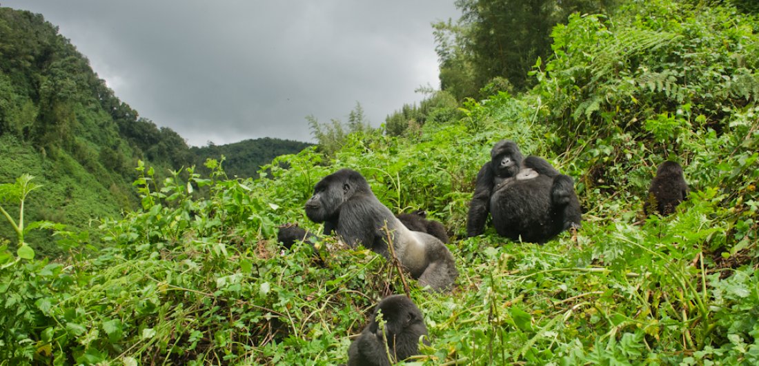 Seven things you should know before travelling to Volcanoes National Park