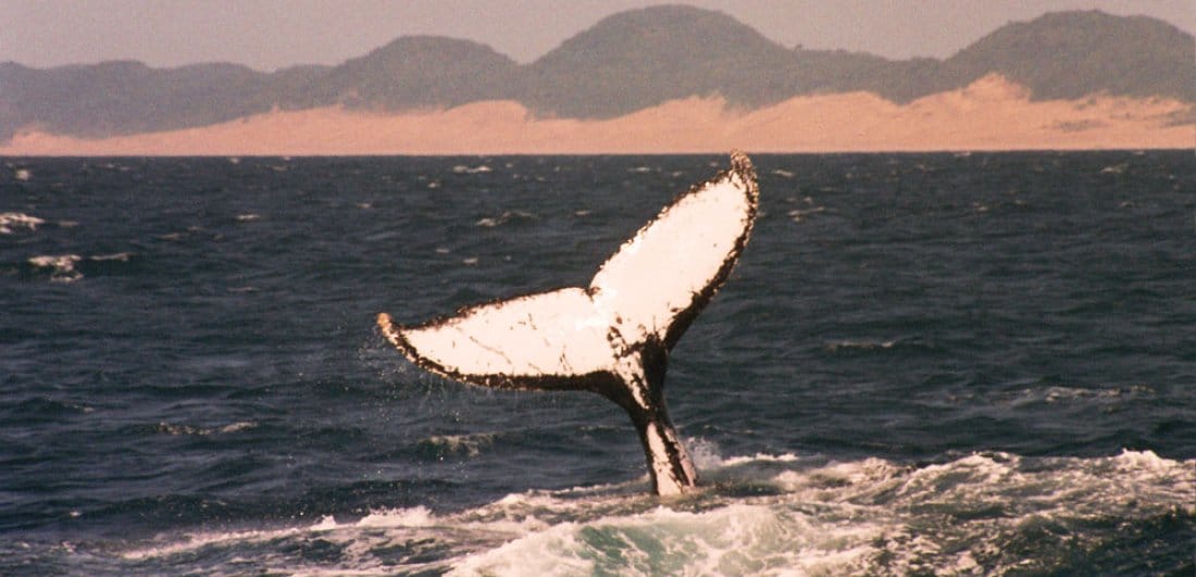 isimangaliso wetland park south africa whale