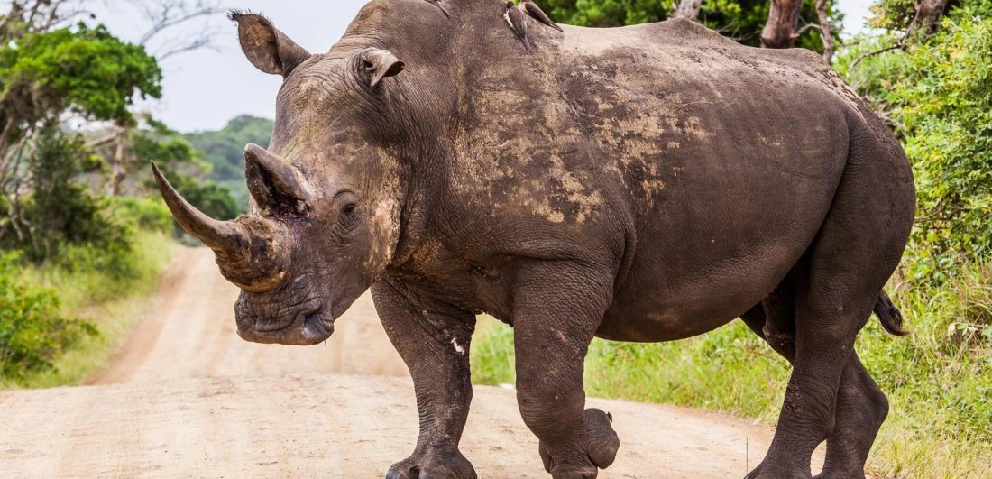 isimangaliso wetland park south africa wildlife rhino