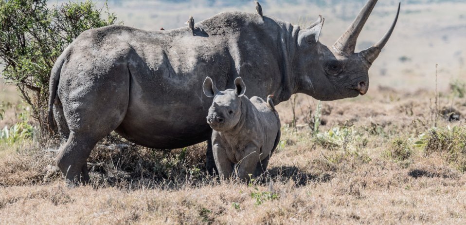 Rhino and calf in the Kruger National Park.