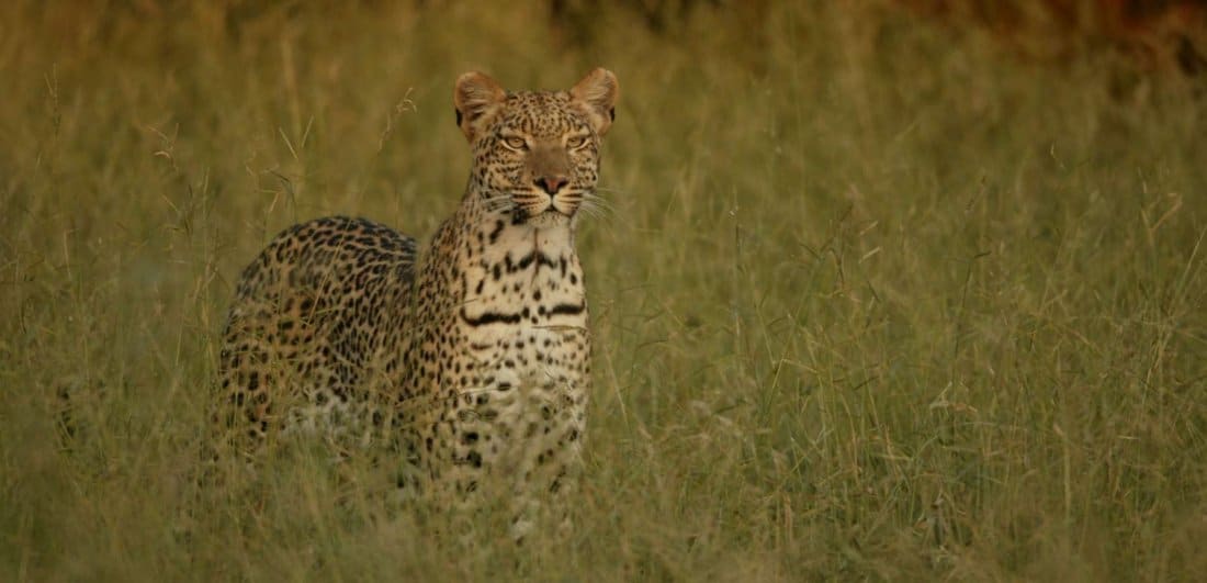 Why you should consider Selinda for your next safari