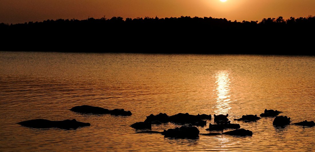 isimangaliso wetland park south africa hippos at sunset