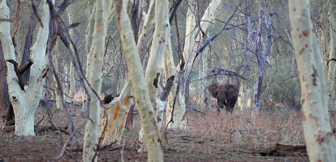 elephant tracking in pafuri credit anton crone