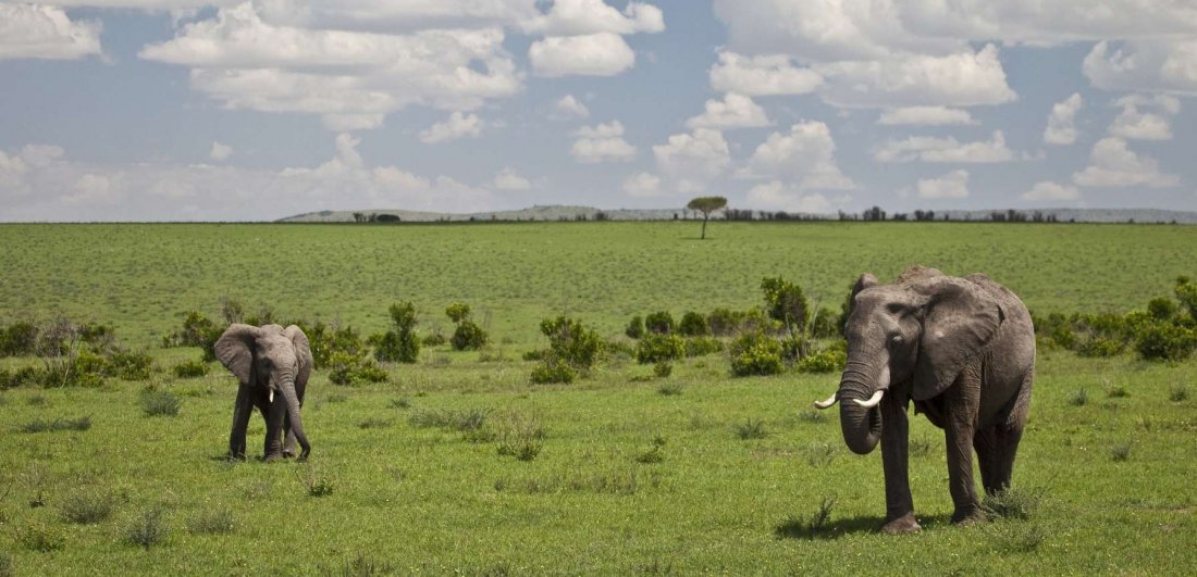 HerdTracker migration safari: Tanzania or Kenya?