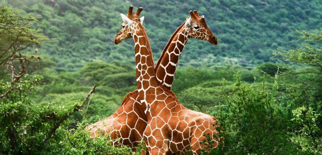 Two giraffes in Addo Elephant National Park.